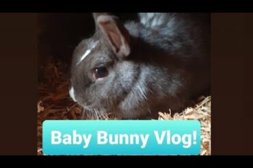 Baby Bunny Vlog! (Episode 2) *Building A Nest!!*