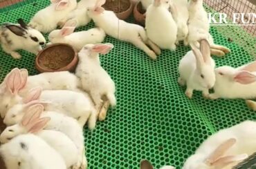 cute rabbit videos | cute baby farming