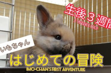 【赤ちゃんうさぎ】はじめての冒険／Imo-chan's first adventure【Bunny】