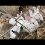 My friend raises lots of rabbits and they are very cute | Cute Bunnies | WeLoveRabbit