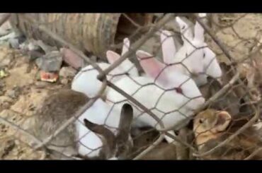 My friend raises lots of rabbits and they are very cute | Cute Bunnies | WeLoveRabbit