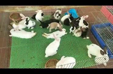 Rabbits cute walk eating in small house - Natural Animals