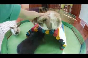 Adorable Baby Bunnies Playing !!!!!