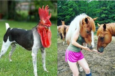 Weird Funny Animal Compilation | Funny Animal sound | Funniest wild animals and pets video