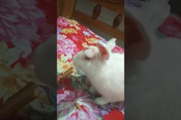 Cute bunny 🐇(james)