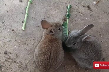 Cute Baby Rabbits