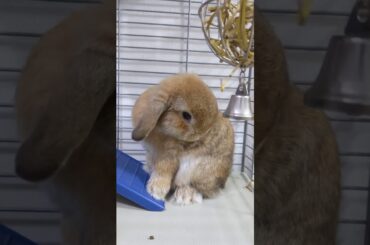 Cutest bunny