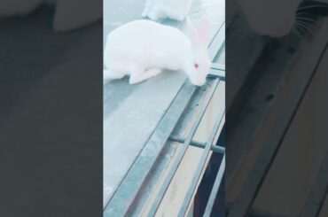 My beautiful bunnies