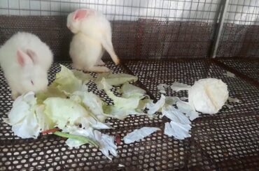 ទន្សាយ - Rabbits Eating Cabbage - Rabbits Videos - Cute Rabbits - Rabbit - Rabbits Eating Videos