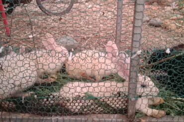 Top 7 Rabbit beautiful cute