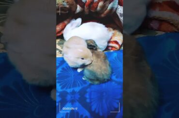 Cute baby bunny sale in Mumbai