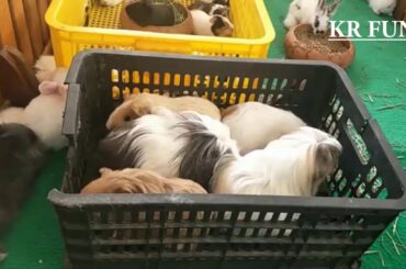 cute mouse videos and cute rabbit baby by farming