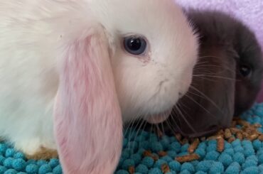 Relaxing ASMR | Crunchy mouth sounds | Cute bunny help you to sleep 4K