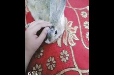 My cute bunny 😘🐰