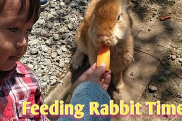 Balita lucu memberi makan kelinci dan domba / funny baby feeding rabbit & sheep / bermain belajar