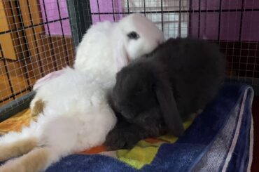 Bunny getting ready to sleep | Little bunny routine 4K