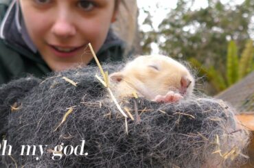 My Rabbit's Had Babies!!!! How to take care of baby bunnies