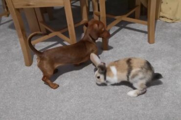 Baby Mini Lop cross Rex Rabbit and Sausage Dog Puppy Play Together!
