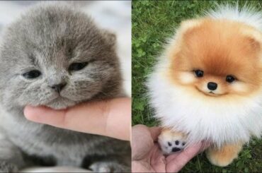 Cute baby animals Videos Compilation cute moment of the animals   Cute Animal Babies #4