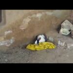 My Cute Rabbit in my village | Nomi khan vlogs