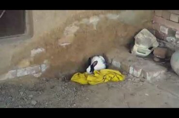 My Cute Rabbit in my village | Nomi khan vlogs