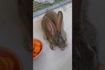 Funny and cute baby bunny rabbit video