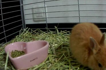 Cute Baby bunny Rabbit Diary 1 Netherland Dwarf