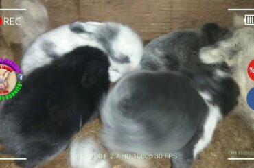 5 Cute Baby Bunnies Day 10 (DOB: February 21, 2020) - Bongskie Rabbitry Cebu - Bisdak Edition