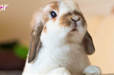 Funny baby bunny rabbit 😍 Going crazy before bed 😊