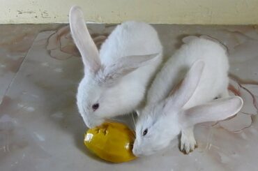 The Cutest Rabbit PoyPoy & PomPom eat Ripe Mango