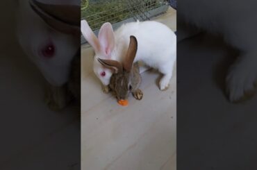 Funny and cute baby bunny rabbit video
