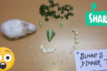 funny baby rabbit | Cutest Baby Rabbit Mashup Video || Funniest Rabbit Eating Food Compilation 2018