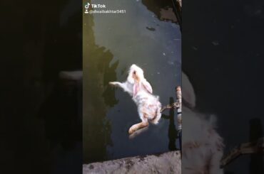 Cute Rabbit in water /Funny Video 😅😁😍😘
