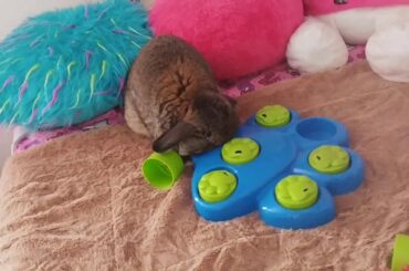 How to keep your rabbit busy for 5 minutes