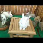Who love small rabbits so cute - Natural Animals