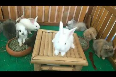 Who love small rabbits so cute - Natural Animals