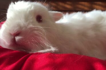 A super cute white rabbit