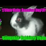 2 Cute Baby Bunnies Day 31 (DOB: Jan 30, 2020) - Bongskie Rabbitry Cebu - Bisdak Edition