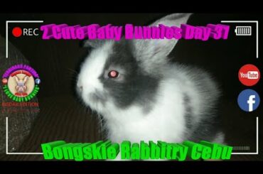 2 Cute Baby Bunnies Day 31 (DOB: Jan 30, 2020) - Bongskie Rabbitry Cebu - Bisdak Edition