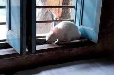 White Belgian cute pet rabbit
