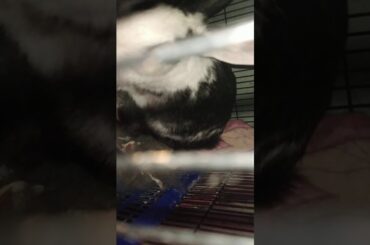 Cute rabbit for sale