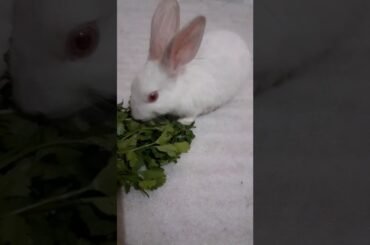 My Cute Rabbit eating coriender