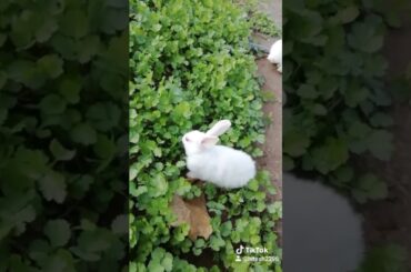 CUTE RABBIT