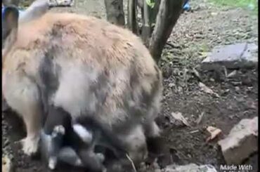 Islamic Video (A rabbit to Its child) Surah