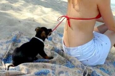 Extremely HARD TRY NOT TO LAUGH CHALLENGE 🐶 FUNNY and CUTE puppies compilation