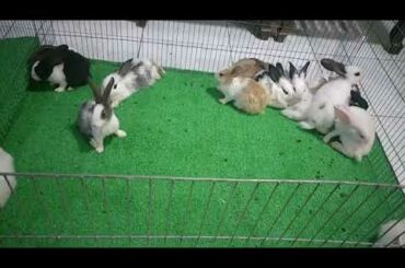 Rabbits Long hairs so cute and lovely - Natural Animals