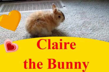 Please meet Claire the angora rabbit. Out for a hop in the house. Not afraid of slippery floors!