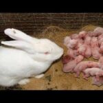 Wonderful Rabbit Giving Birth To 18 Baby At Home | Baby Bunnies So Cute