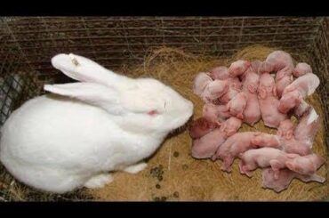 Wonderful Rabbit Giving Birth To 18 Baby At Home | Baby Bunnies So Cute