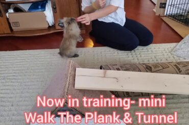 Gizmo The Baby Lionhead Rabbit - Walk The Plank Mini Rabbit Tricks Bunny Tricks